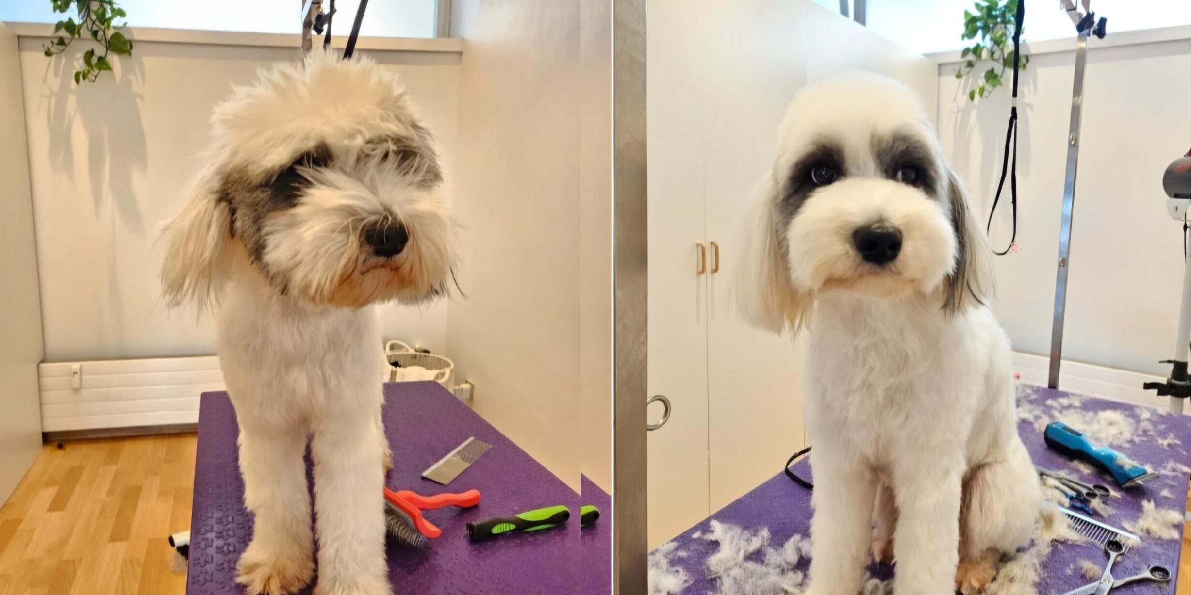 Hundefriseur Besuch bei Didi - dem Hundefriseur in Bregenz